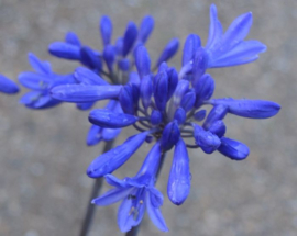 Agapanthus 'Windlebrooke'