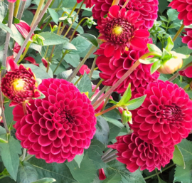Dahlia 'Red Fox'®