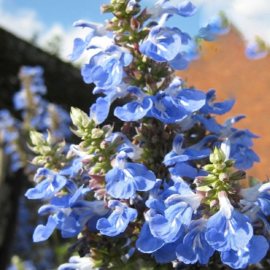 Salvia uliginosa