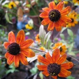 Rudbeckia triloba 'Prairie Glow'