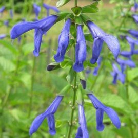Salvia guaranitica 'Blue Enigma'
