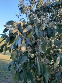 Eucalyptus neglecta