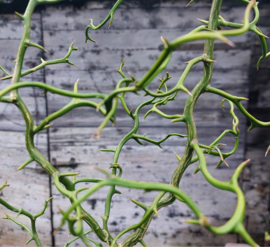 Poncirus trifoliata 'Flying Dragon'