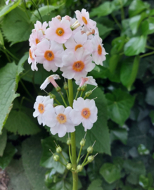 Primula japonica 'Apple Blossom'