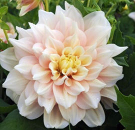 Dahlia 'Break Out'