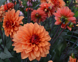Dahlia 'Statue of Orange'