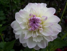 Dahlia & Salvia border, 6m2