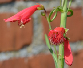 Penstemon barbatus 'Coccineus'