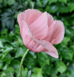 Papaver orientale 'Prinzessin Victoria Louise'