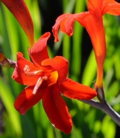 Crocosmia 'Lucifer'