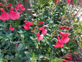 Salvia 'Peach Cobbler'