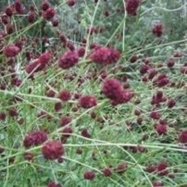 Sanguisorba officinalis 'Burgundy'