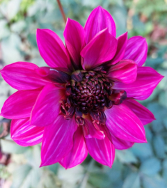 Dahlia 'Purple Haze'
