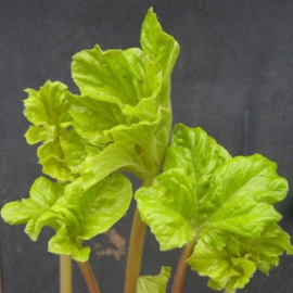 Acanthus mollis 'Hollard's Gold'