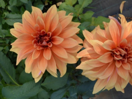 Dahlia 'Babylon Brons'