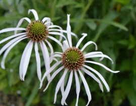 Echinacea pallida 'Hula Dancer'