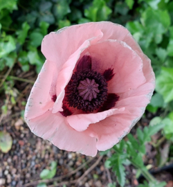 Papaver orientale 'Prinzessin Victoria Louise'