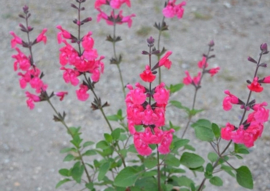 Borderpakket Magenta volle zon, 4.5m2