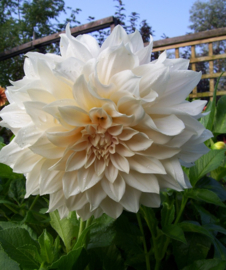 Dahlia 'Cafe au Lait'