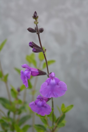 Salvia ‘Salvinio Lilac’ ®