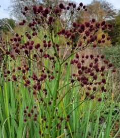 Eryngium pandanifolium 'Physic Purple' select