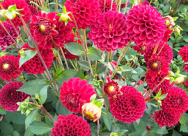 Dahlia 'Red Fox'®