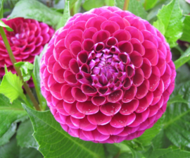 Dahlia 'Ivanetti'®