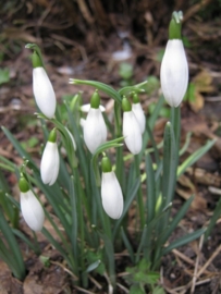 Galanthus nivalis