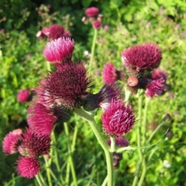 Cirsium rivulare 'Atropurpureum'