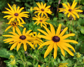 Rudbeckia fulgida var. deamii