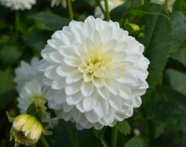 Dahlia 'Snow Cap'