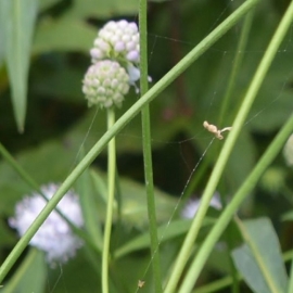 Succisella inflexa 'Frosted Pearls'