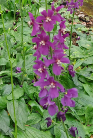 Verbascum phoeniceum 'Violetta'