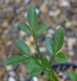 Poncirus trifoliata