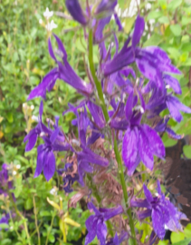 Lobelia speciosa 'Starship Blue'