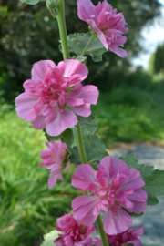 Droogtebestendige border 5m2