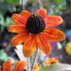 Rudbeckia triloba 'Prairie Glow'