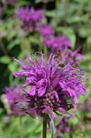 Monarda 'Scorpion'