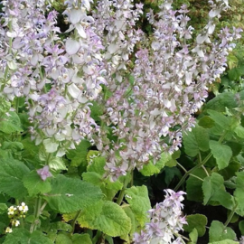Salvia sclarea