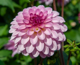 Dahlia 'Lenny's Dream'
