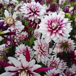 Dahlia & Salvia border, 6m2