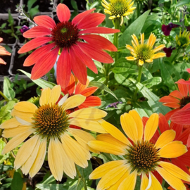 Echinacea purpurea 'Cheyenne's Spirit'