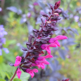 Salvia Rockin'™ Fuchsia