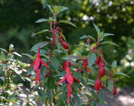 Fuchsia 'David'