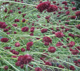 Sanguisorba officinalis 'Burgundy'