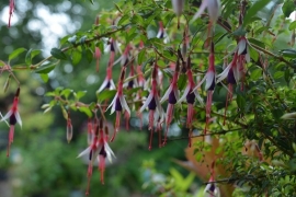 Fuchsia magellanica 'Arauco'