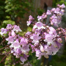 Penstemon digitalis 'Pocahontas' ®