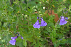 Salvia microphylla 'Senna'