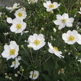 Planten op kleur