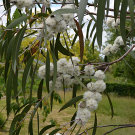 Eucalyptus lacrimans